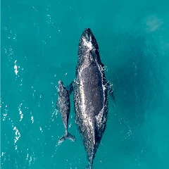 <p><strong>Sea Shepherd </strong><br>No to Overfishing!</p>